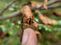 Image of Fagus hayatae Palib. ex Hayata