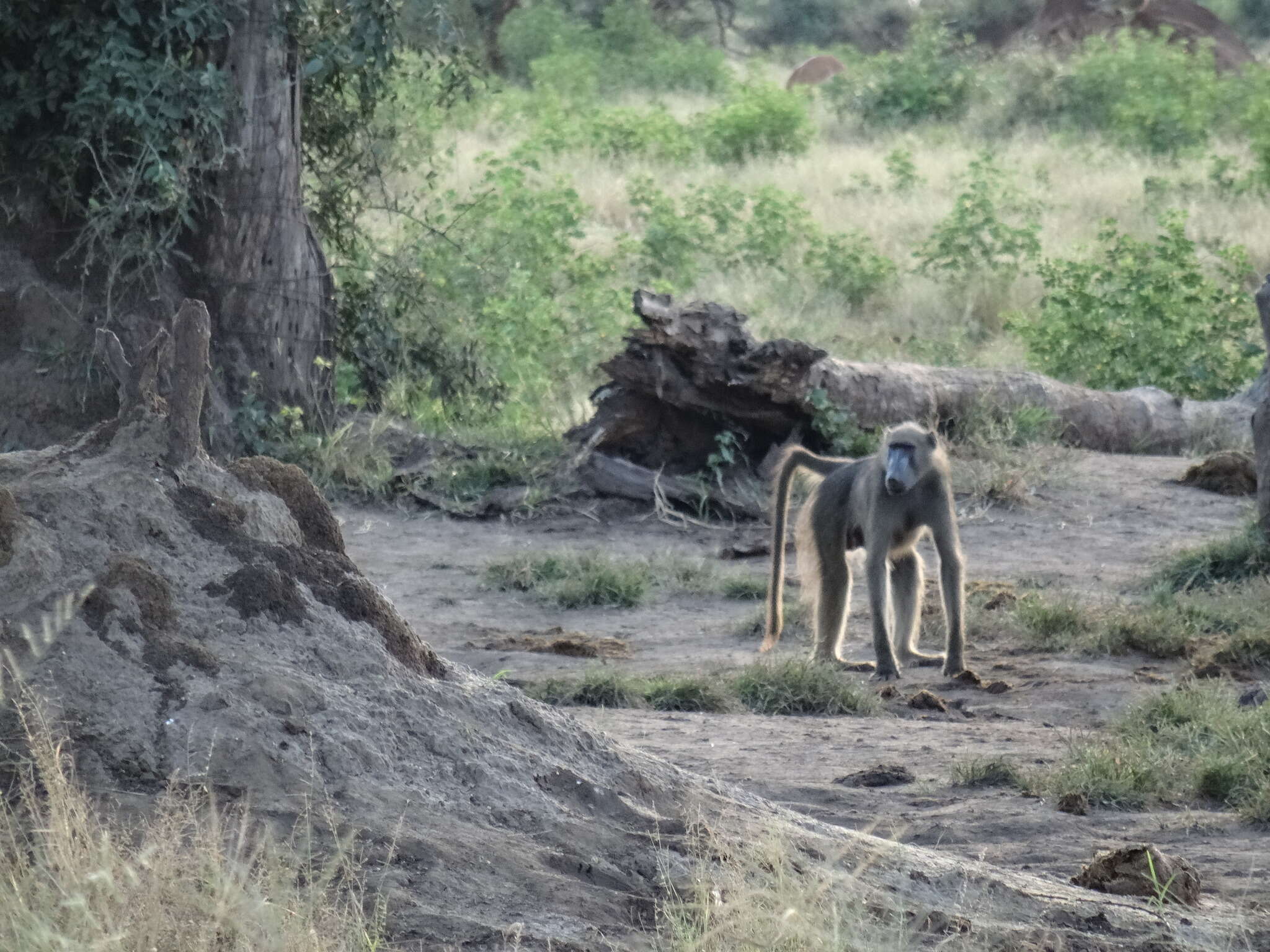 Image of Chacma Baboon