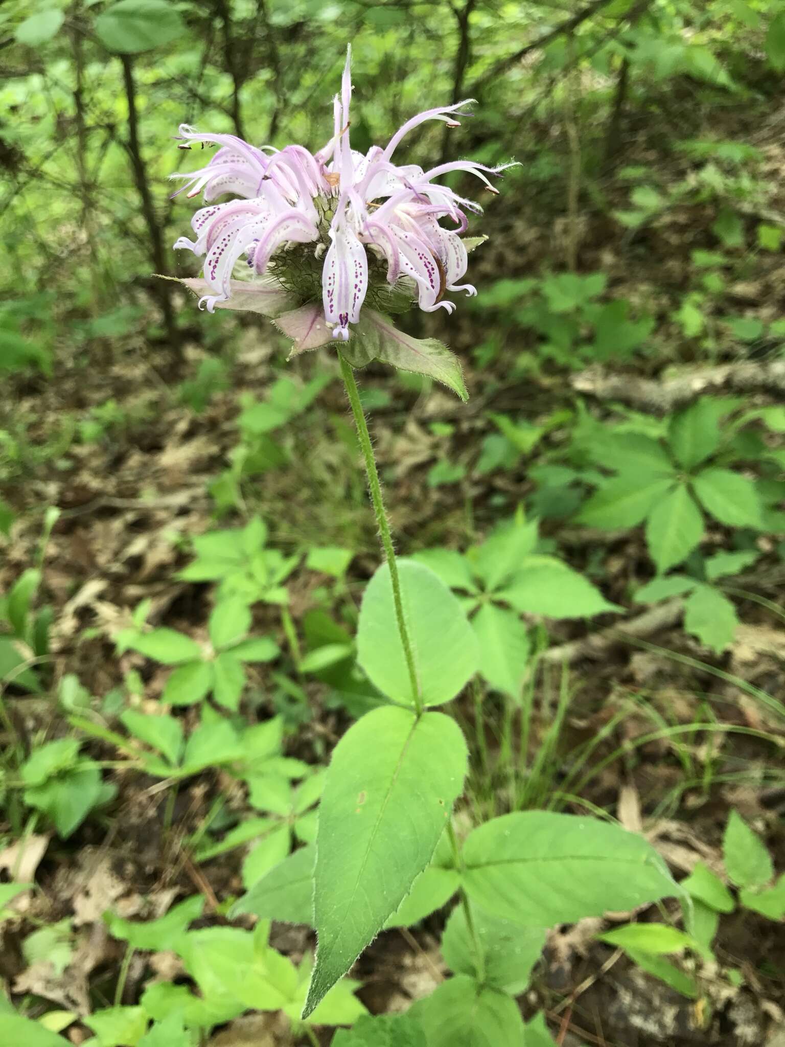 Image of eastern beebalm