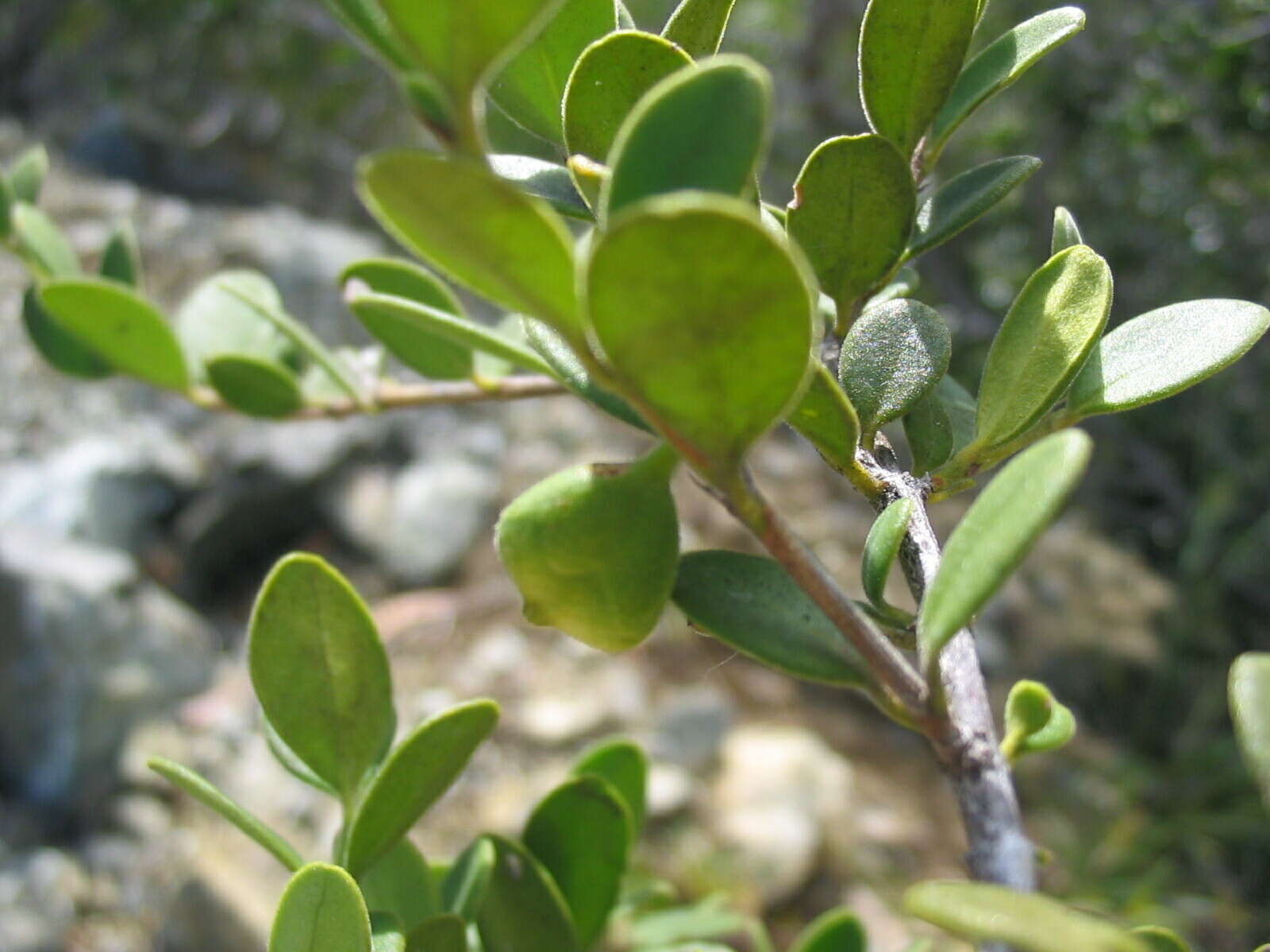 صورة Cyclophyllum tieaense Mouly