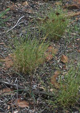 Image of Haemodorum coccineum R. Br.