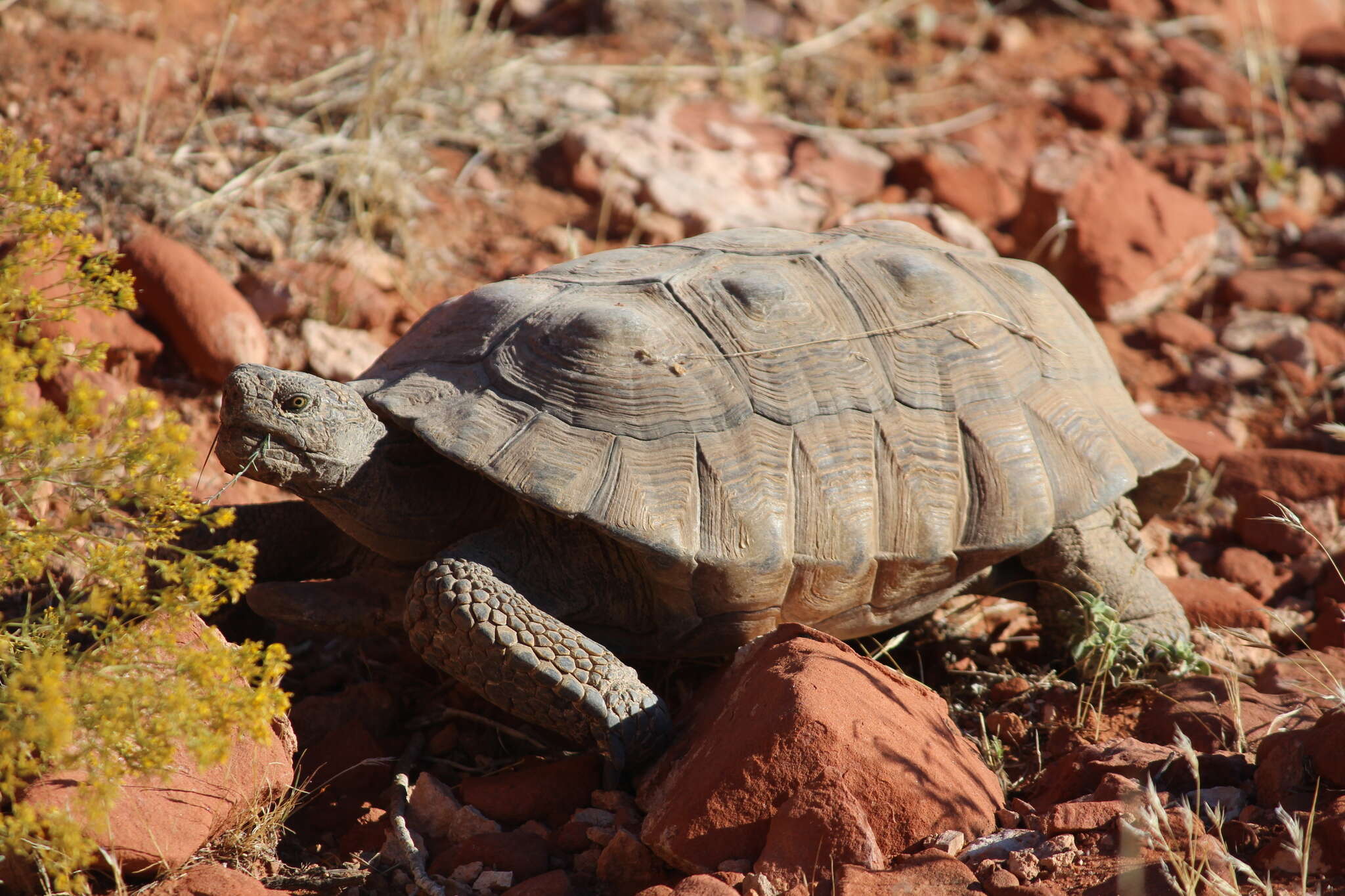 Image of desert tortoise