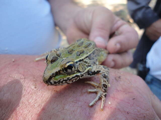 Image of Lithobates spectabilis (Hillis & Frost 1985)