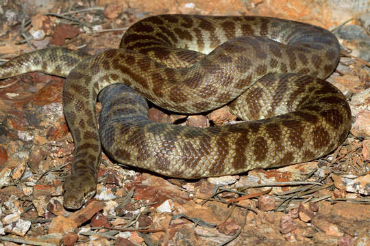 Image of Children's Python