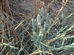 Image of Tecticornia australasica (Moq.) Paul G. Wilson