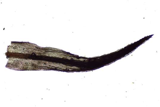 Image of oligotrichum moss