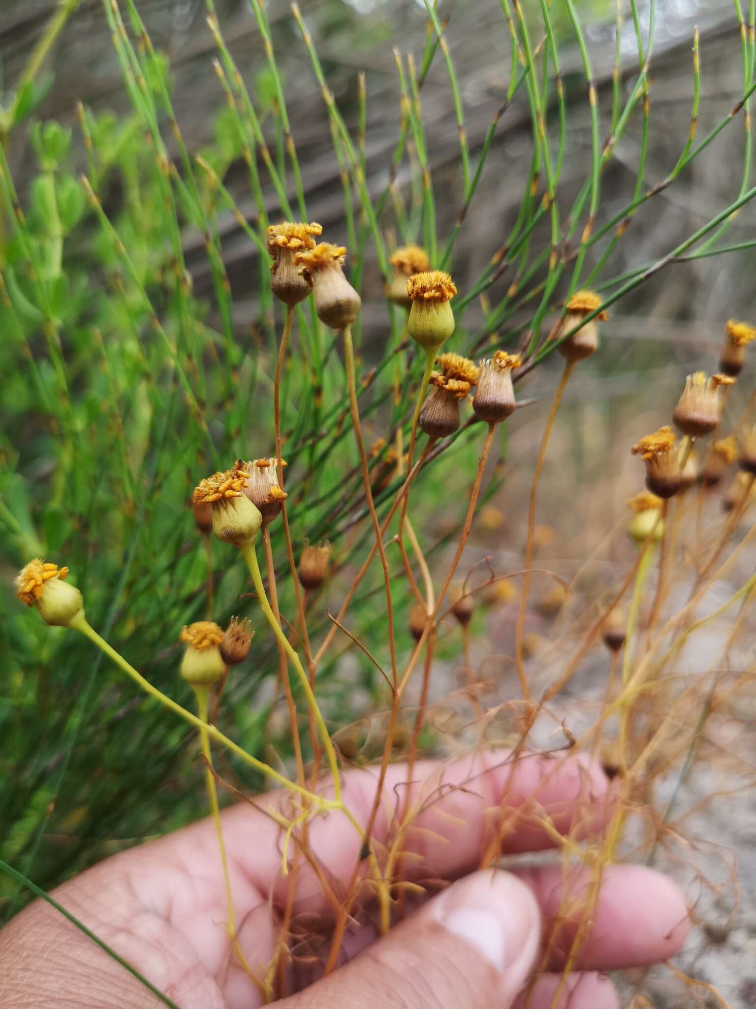 Image of Steirodiscus tagetes (L.) Schltr.