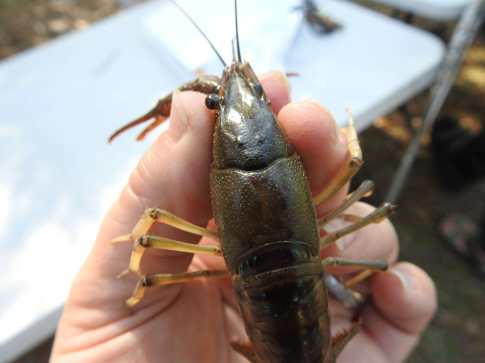 Image of White River Crayfish