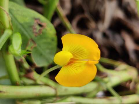 Plancia ëd Arachis hypogaea L.