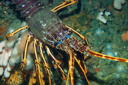 Image of Common Spiny Lobster