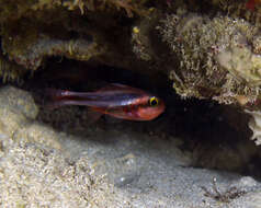 Image of Obliquebanded cardinalfish