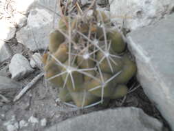 Image of Thelocactus tulensis (Polseg.) Britton & Rose