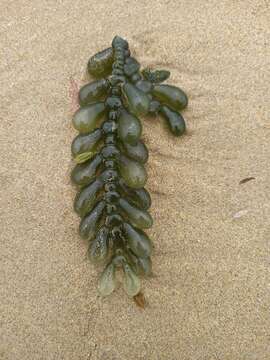 Image of Caulerpa cactoides