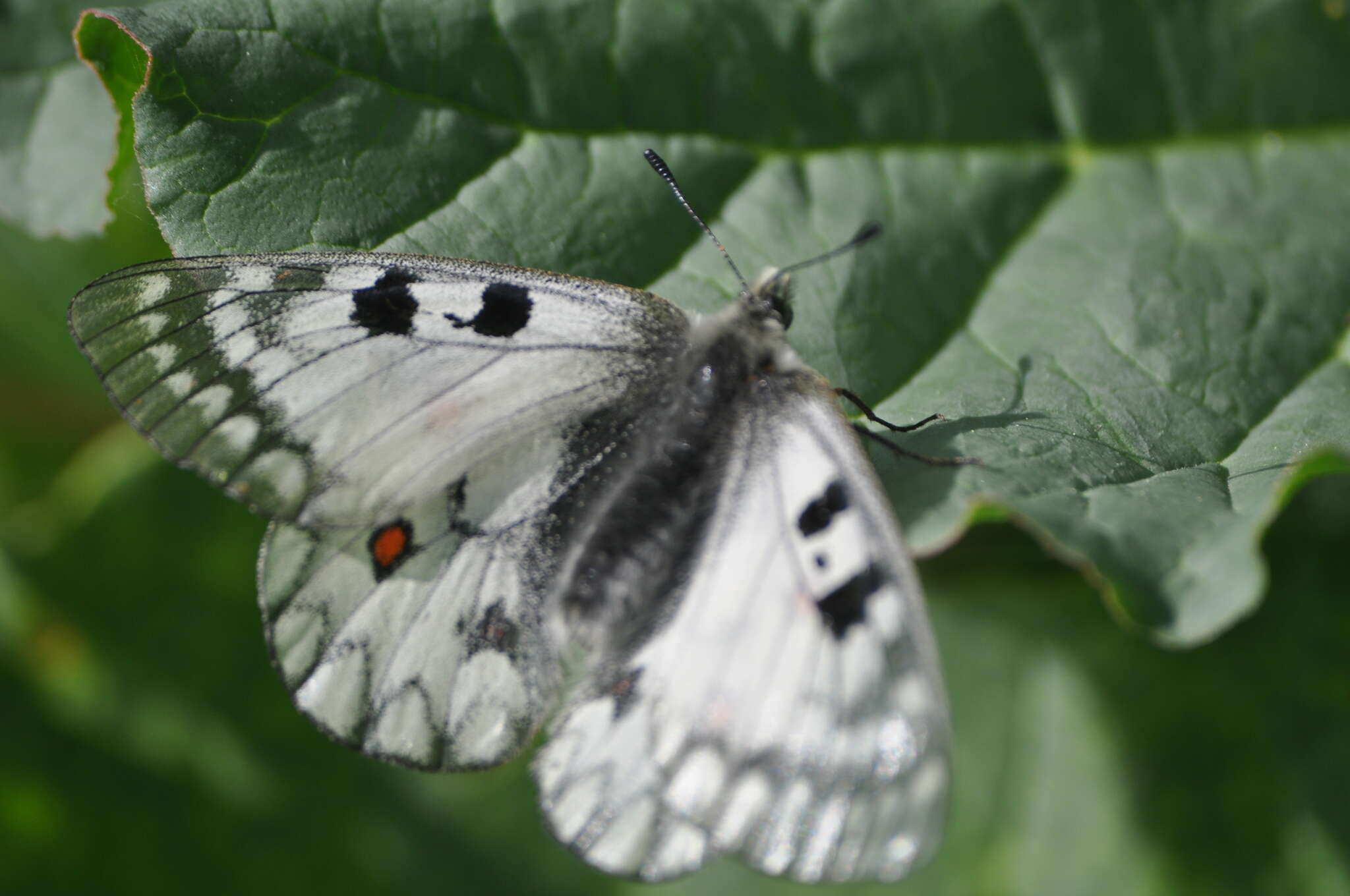 Parnassius ariadne (Lederer 1853) resmi