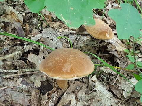 Tylopilus ferrugineus (Frost) Singer 1947 resmi