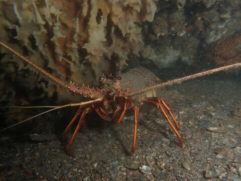 Image of Australian Spiny Lobster