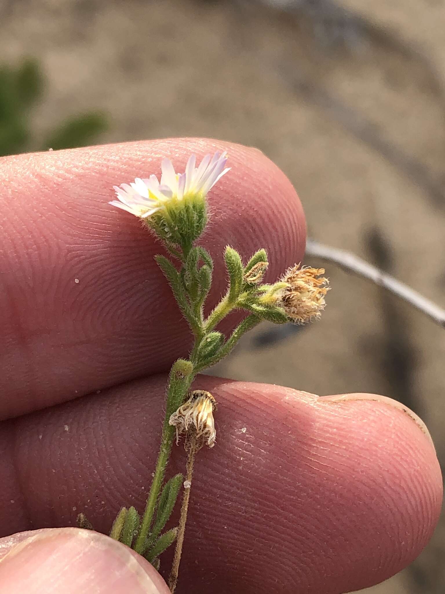 Image of western daisy fleabane