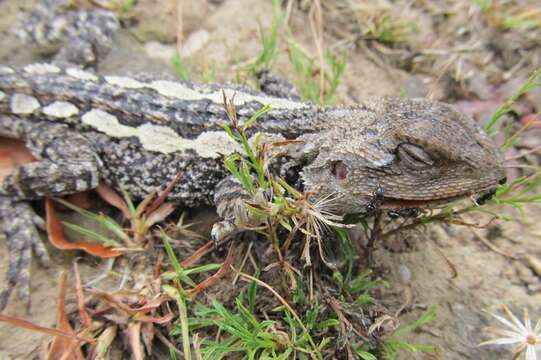 صورة Amphibolurus Wagler 1830