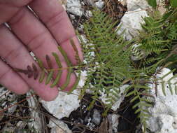 Sivun Pteridium caudatum (L.) Maxon kuva