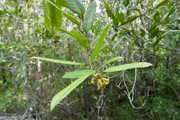 Imagem de Dicoryphe stipulacea Jaume St.-Hil.