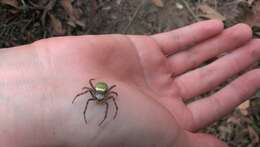 Image of Oval St Andrew's Cross Spider