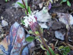 Image of Brickellia nesomii B. L. Turner