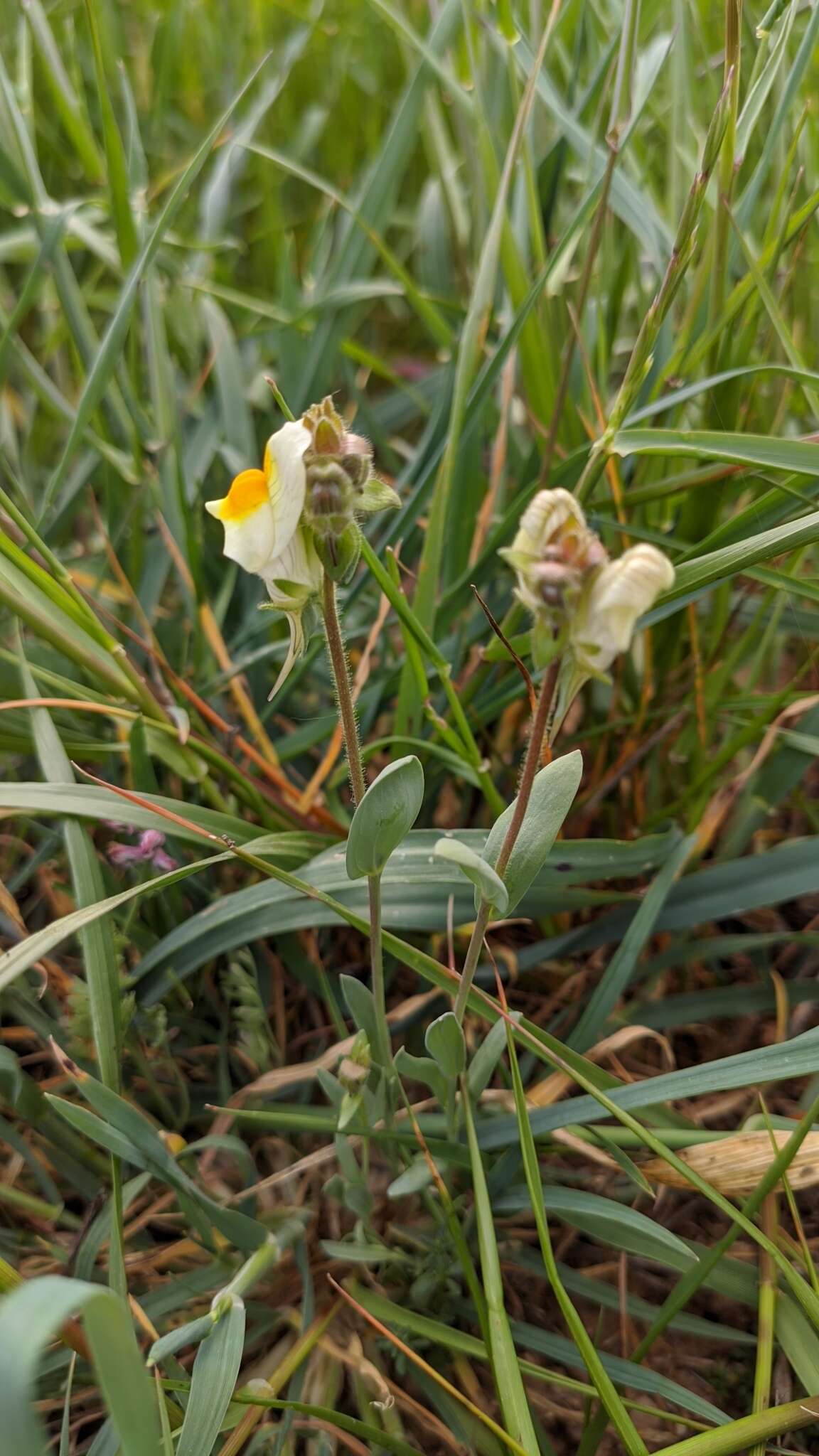 Image of Linaria hirta (L.) Moench