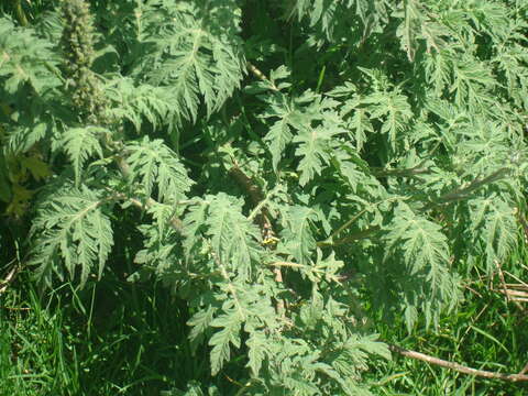 Image of Ambrosia arborescens Mill.