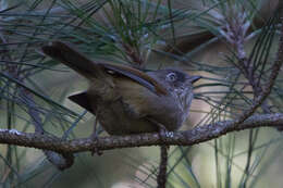 Imagem de Fulvetta formosana (Ogilvie-Grant 1906)