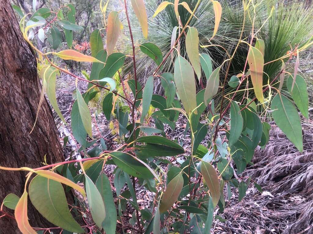 Слика од Eucalyptus planchoniana F. Müll.