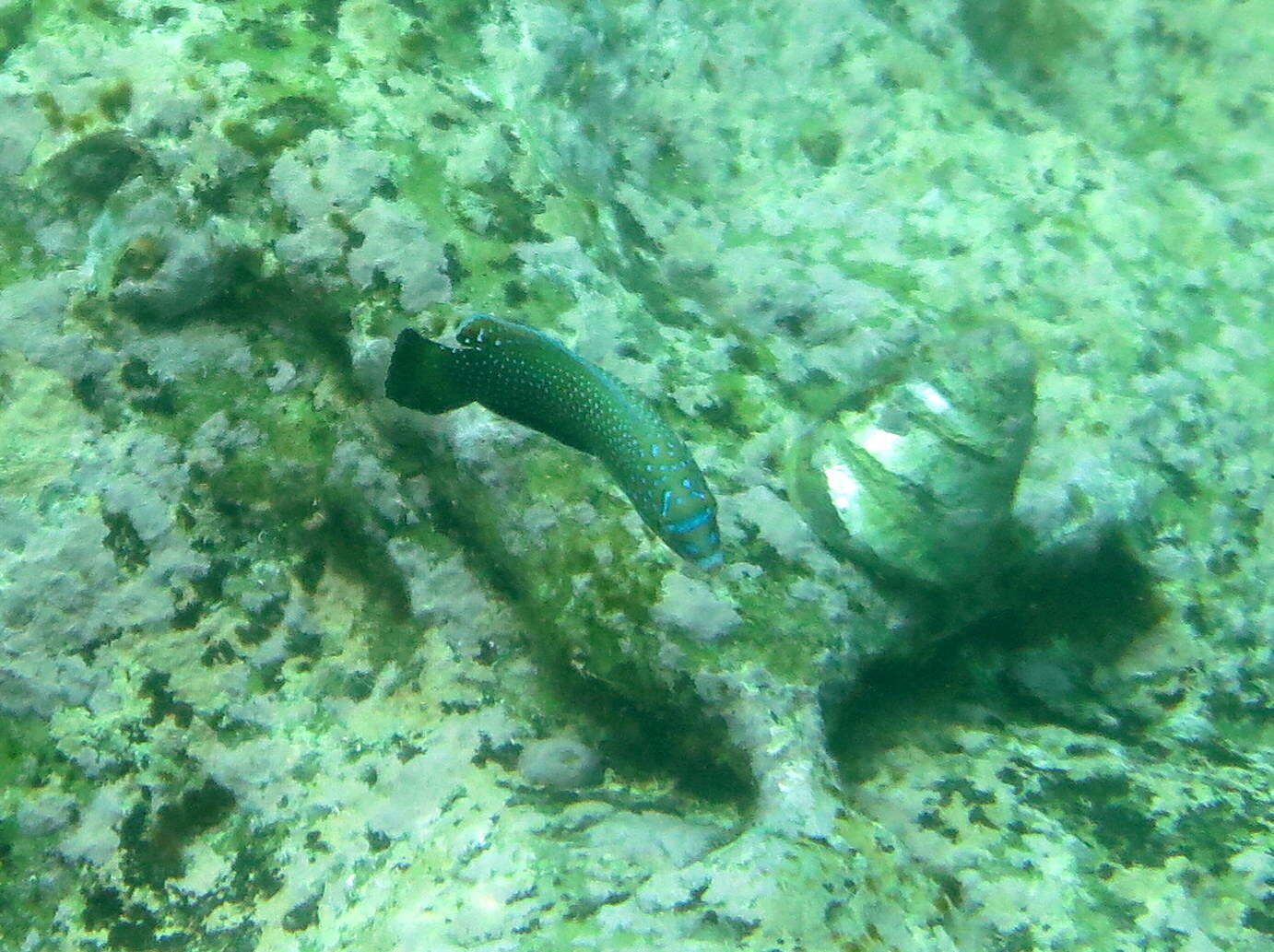 Image of Blue Spotted Wrasse