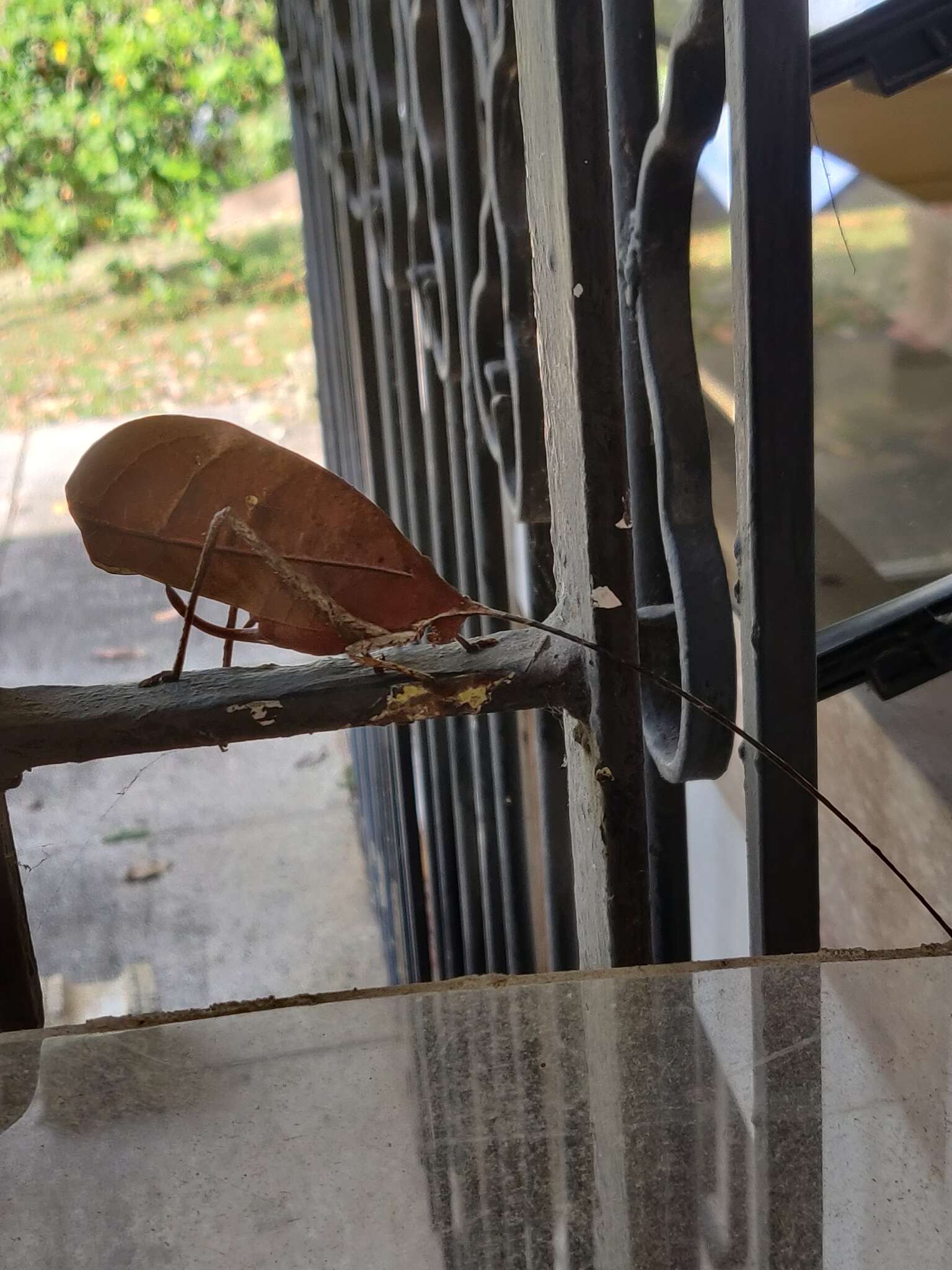 Image of Peacock katydid