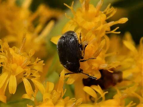 Sivun Bruchidius villosus (Fabricius 1792) kuva