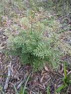 Image of Lomatia silaifolia (Sm.) R. Br.