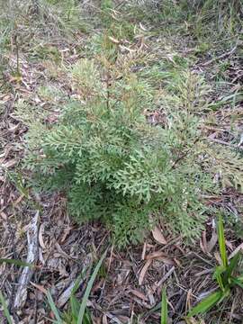 Imagem de Lomatia silaifolia (Sm.) R. Br.