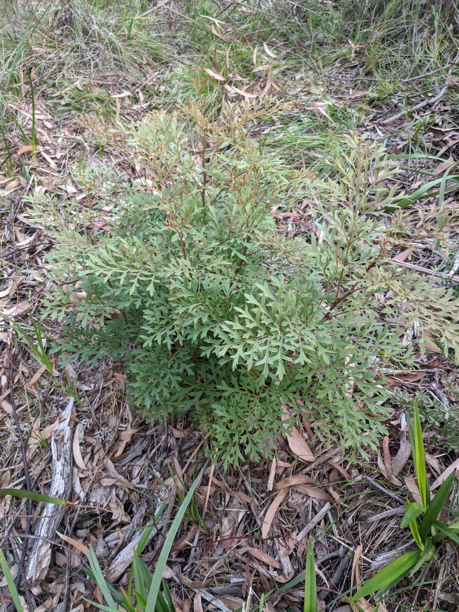 Imagem de Lomatia silaifolia (Sm.) R. Br.