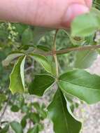 Imagem de Vitex trifolia subsp. trifolia