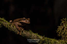 Image of Gastrotheca nicefori Gaige 1933