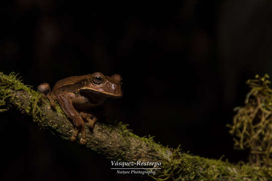 Gastrotheca nicefori Gaige 1933 resmi