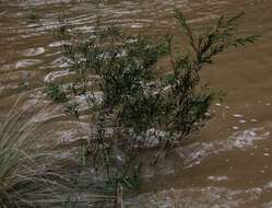 Image of river bottlebrush