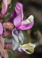 Image of Minthorn's milkvetch