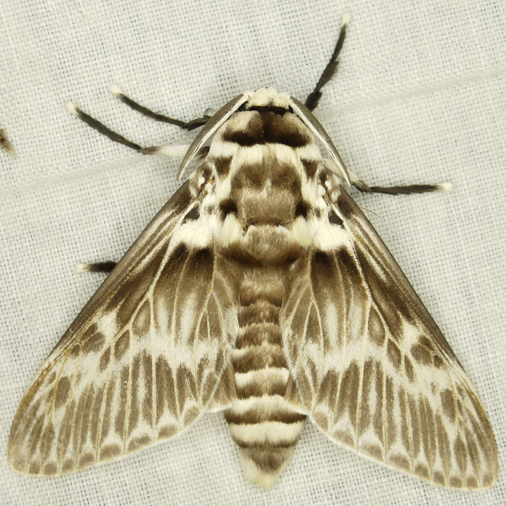 Image of Podalia orsilochus Cramer 1775