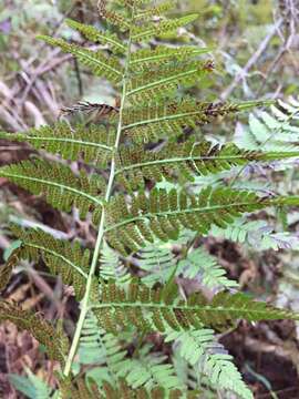 Athyrium asplenioides (Michx.) Desv. resmi