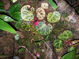 Image of Begonia suborbiculata Merr.