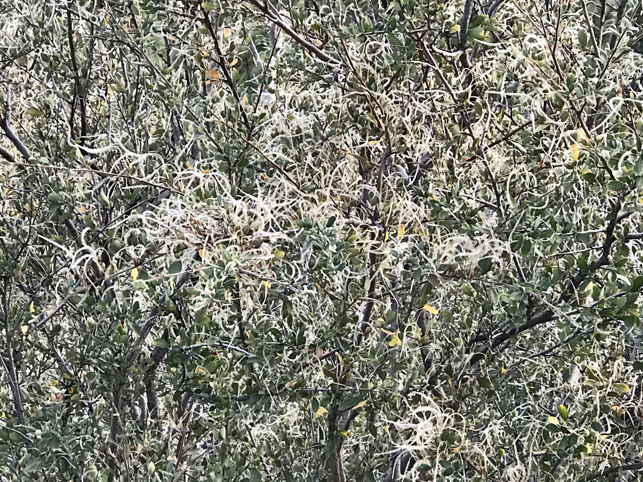 Image of alderleaf mountain mahogany