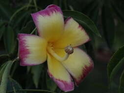 Image of Ceiba speciosa (A. St.-Hil., A. Juss. & Cambess.) P. Ravenna