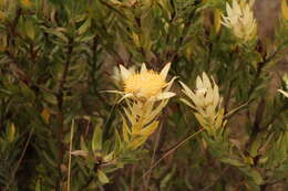 Imagem de Leucadendron burchellii I. J. M. Williams