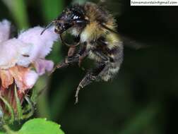 Слика од Bombus pseudobaicalensis Vogt 1911