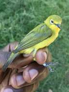 Image of Pale White-eye