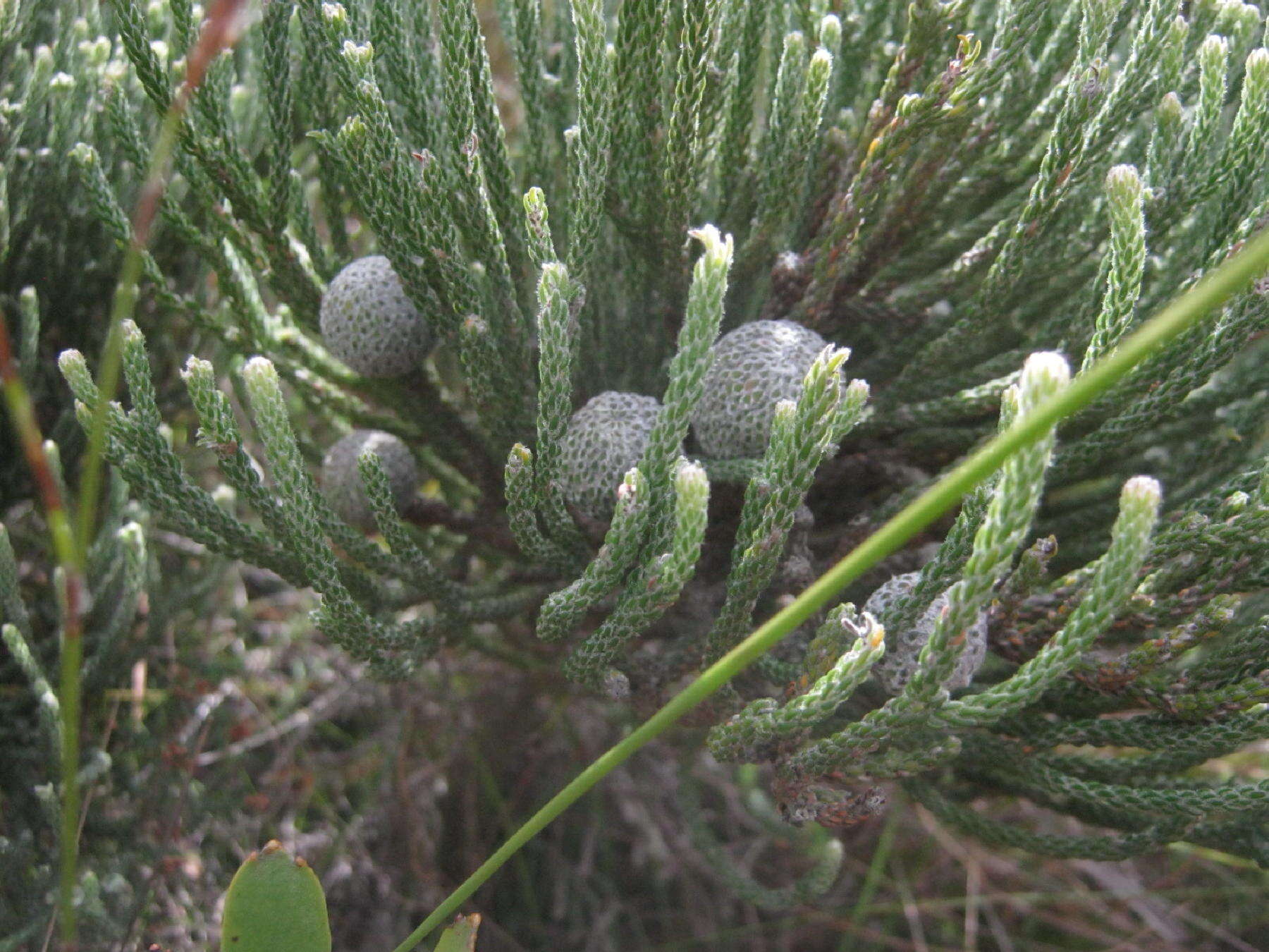 Image of Brunia noduliflora P Goldblatt & J. C. Manning